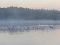 NL, Noord-Brabant, Valkenswaard, Visvijvers in Landgoed Valkenhorst 16, Saxifraga-Tom Heijnen