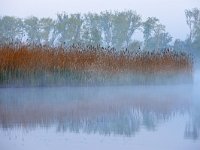 NL, Noord-Brabant, Valkenswaard, Visvijvers in Landgoed Valkenhorst 19, Saxifraga-Tom Heijnen