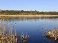 NL, Noord-Brabant, Valkenswaard, Visvijvers in Landgoed Valkenhorst 30, Saxifraga-Tom Heijnen