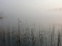 NL, Noord-Brabant, Valkenswaard, Visvijvers in Landgoed Valkenhorst 4, Saxifraga-Tom Heijnen