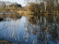 NL, Noord-Brabant, Veldhoven, De Hogt, Kempense Plassen 10, Saxifraga-Jan van der Straaten