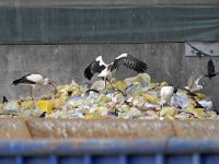 NL, Noord-Brabant, Veldhoven, Remondis Recycling 2, Saxifraga-Tom Heijnen