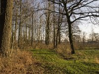 NL, Noord-Brabant, Waalre, De Elshouters 8, Saxifraga-Jan van der Straaten