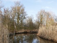 NL, Noord-Brabant, Waalre, Dommel in De Elshouters 4, Saxifraga-Tom Heijnen