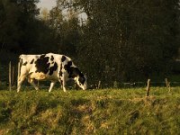 NL, Noord-Brabant, Waalwijk, De Dullaard 21, Saxifraga-Jan van der Straaten