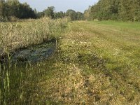 NL, Noord-Brabant, Waalwijk, Labbegat 1, Saxifraga-Jan van der Straaten