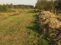 NL, Noord-Brabant, Waalwijk, Labbegat 15, Saxifraga-Jan van der Straaten