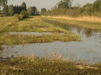 NL, Noord-Brabant, Waalwijk, Labbegat 18, Saxifraga-Jan van der Straaten