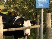 NL, Noord-Brabant, Waalwijk, Labbegat 20, Saxifraga-Jan van der Straaten