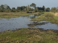 NL, Noord-Brabant, Waalwijk, Labbegat 6, Saxifraga-Jan van der Straaten