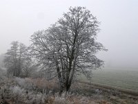 NL, Noord-Brabant, Waalwijk, near Waalwijk 7, Saxifraga-Tom Heijnen