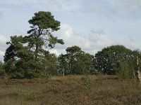 NL, Noord-Brabant, Zundert, Oude Buisse Heide 3, Saxifraga-Jan van der Straaten