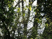 NL, Noord-Holland, Alkmaar, De Hout 1, Saxifraga-Foto Fitis-Sytske Dijksen