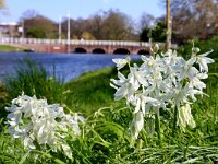 NL, Noord-Holland, Alkmaar, Ornithogalum nutans 1, Saxifraga-Foto Fitis-Sytske Dijksen