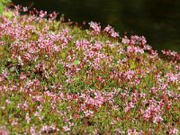 NL, Noord-Holland, Amstelveen, Heempark Thijssepark 1, Saxifraga-Foto Fitis-Sytske Dijksen