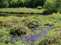 NL, Noord-Holland, Amstelveen, Heempark Thijssepark 3, Saxifraga-Foto Fitis-Sytske Dijksen