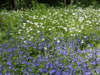 NL, Noord-Holland, Amstelveen, Heempark Thijssepark 5, Saxifraga-Foto Fitis-Sytske Dijksen