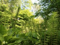 NL, Noord-Holland, Amstelveen, Heempark de Braak 5, Saxifraga-Foto Fitis-Sytske Dijksen