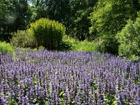 NL, Noord-Holland, Amstelveen, Heempark de Braak 7, Saxifraga-Foto Fitis-Sytske Dijksen