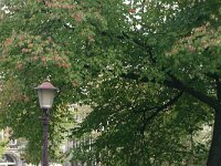 NL, Noord-Holland, Amsterdam, Amsterdam 16, Saxifraga-Hans Boll