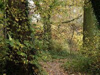 NL, Noord-Holland, Amsterdam, Park Frankendael 2, Saxifraga-Foto Fitis-Sytske Dijksen