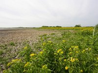 NL, Noord-Holland, Amsterdam, Polder IJdoorn 1, Saxifraga-Bart Vastenhouw