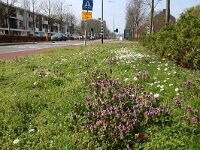 NL, Noord-Holland, Amsterdam, Van Boshuizenstraat 1, Saxifraga-Foto Fitis-Sytske Dijksen