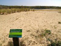 NL, Noord-Holland, Bergen, Noordhollands duinreservaat 2, Saxifraga-Foto Fitis-Sytske Dijksen