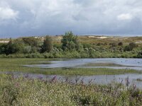 NL, Noord-Holland, Bergen, Wimmenummerduinen 5, Saxifraga-Foto Fitis-Sytske Dijksen