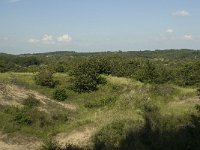 NL, Noord-Holland, Bloemendaal, Zuid Kennemerland 14, Saxifraga-Willem van Kruijsbergen