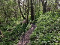 NL, Noord-Holland, Den Helder Timorpark 1, Saxifraga-Foto Fitis-Sytske Dijksen
