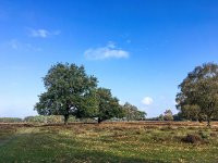 NL, Noord-Holland, Gooise Meren, Bussum 1, Saxifraga-Bart Vastenhouw