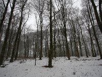 NL, Noord-Holland, Gooise Meren, Bussum, Bikbergerbos 1, Saxifraga-Bart Vastenhouw