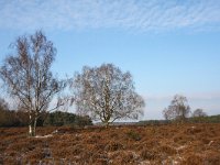 NL, Noord-Holland, Gooise Meren, Bussum, Bussumerheide 1, Saxifraga-Bart Vastenhouw