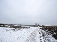 NL, Noord-Holland, Gooise Meren, Bussum, Bussumerheide 3, Saxifraga-Bart Vastenhouw