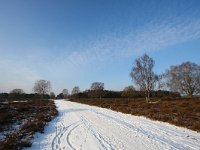 NL, Noord-Holland, Gooise Meren, Bussum, Bussumerheide 4, Saxifraga-Bart Vastenhouw