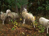 NL, Noord-Holland, Hilversum, Wasmeer 3, Saxifraga-Foto Fitis-Sytske Dijksen