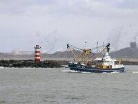 NL, Noord-Holland, IJmuiden, Zuidpier 3, Saxifraga-Foto Fitis-Sytske Dijksen