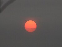 NL, Noord-Holland, Sahara sand, Texel 116, Saxifraga-Foto Fitis-Sytske Dijksen