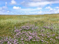 NL, Noord-Holland, Texel 14, Saxifraga-Bart Vastenhouw