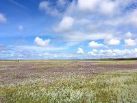 NL, Noord-Holland, Texel 17, Saxifraga-Bart Vastenhouw