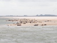 NL, Noord-Holland, Texel 44, Saxifraga-Bart Vastenhouw