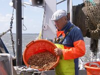 NL, Noord-Holland, Texel 47, Shrimp boat, Saxifraga-Foto Fitis-Sytske Dijksen