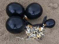 NL, Noord-Holland, Texel 62, Saxifraga-Foto Fitis-Sytske Dijksen