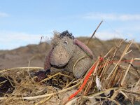 NL, Noord-Holland, Texel 67, Saxifraga-Foto Fitis-Sytske Dijksen