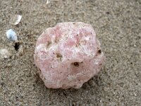 NL, Noord-Holland, Texel 72, Saxifraga-Foto Fitis-Sytske Dijksen