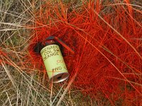 NL, Noord-Holland, Texel 76, Saxifraga-Foto Fitis-Sytske Dijksen