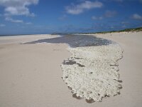 NL, Noord-Holland, Texel, Air bubbles in water, De Hors 197, Saxifraga-Foto Fitis-Sytske Dijksen