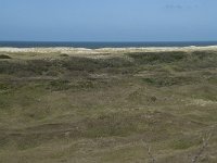 NL, Noord-Holland, Texel, Bertusnol 8, Saxifraga-Willem van Kruijsbergen