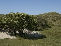 NL, Noord-Holland, Texel, Bollekamer 21, Saxifraga-Jan van der Straaten